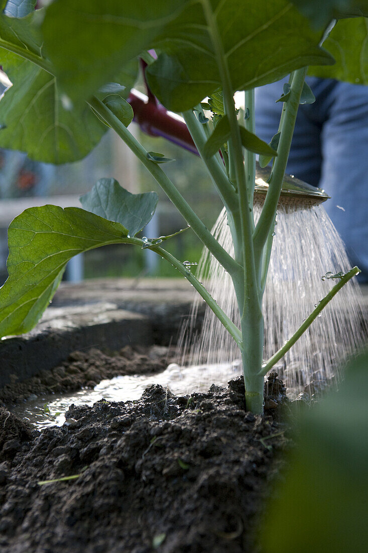 Broccoli (Brassica oleracea (Italica Group) 'Fiesta')