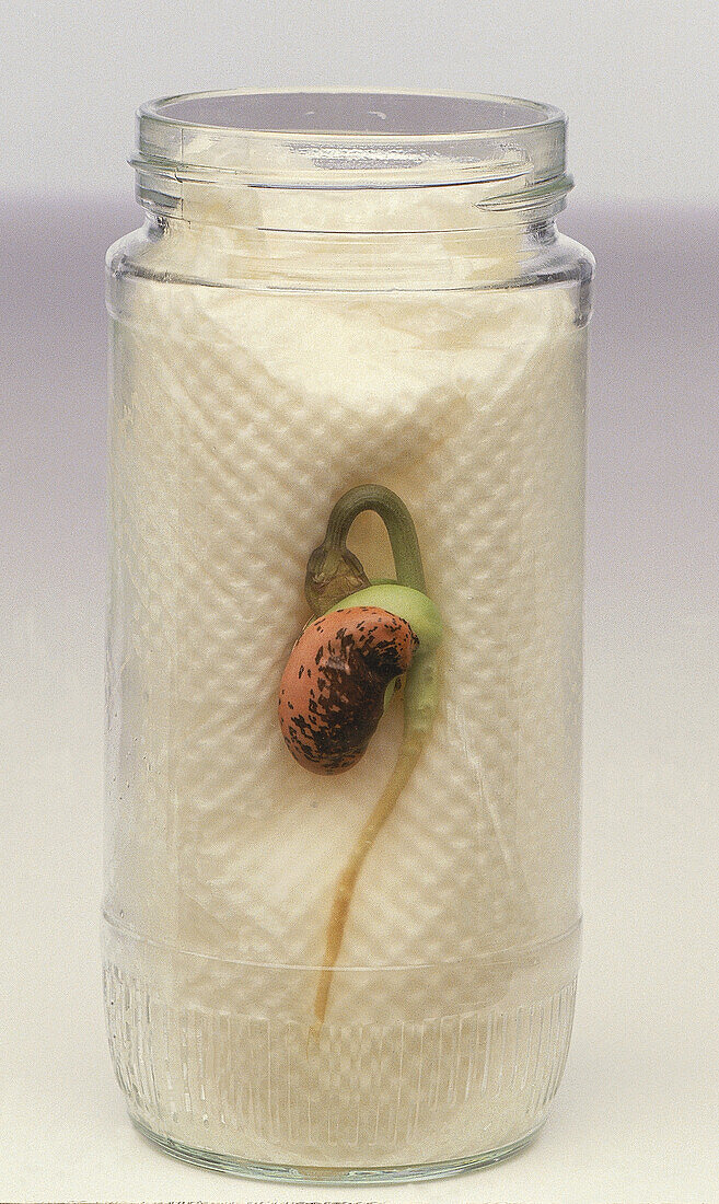 Glass jar containing a paper towel and runner bean
