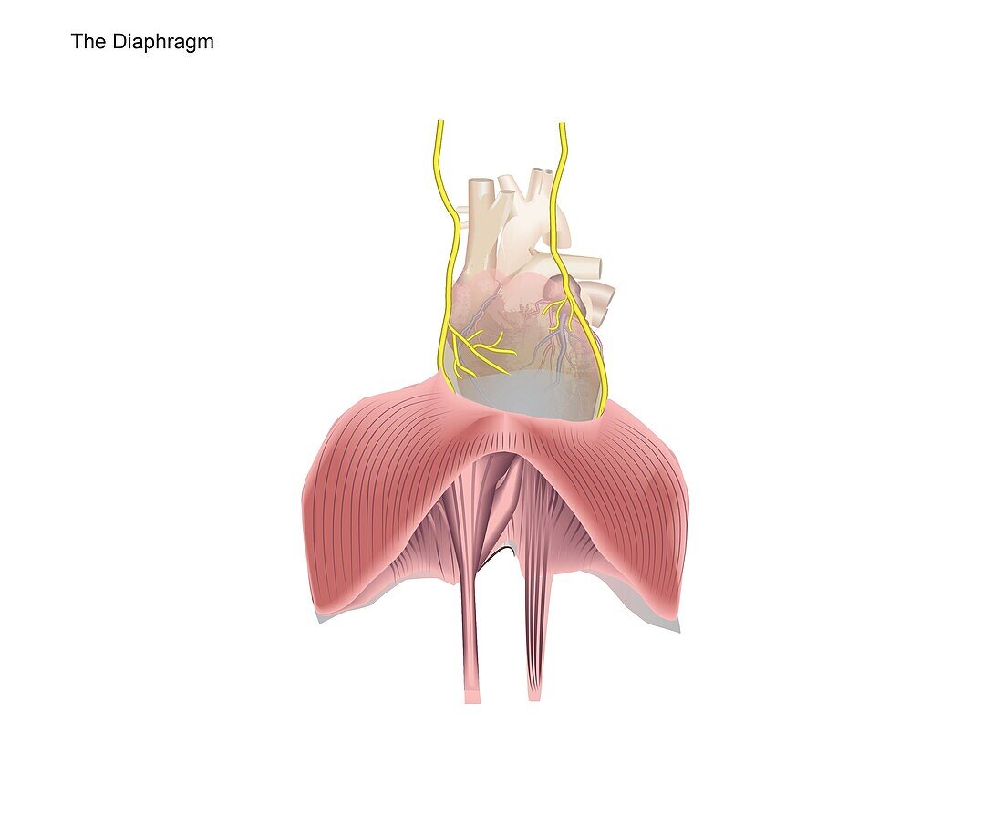 Diaphragm, illustration