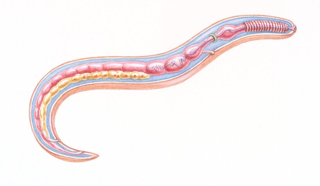 Female roundworm, illustration