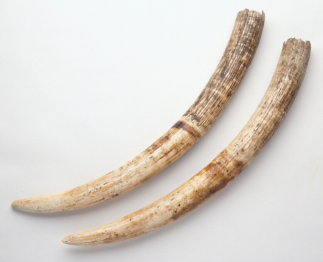African elephant (Loxodonta africana) tusks