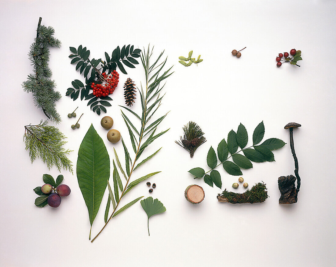 Collection of leaves, fruit, seeds, wood