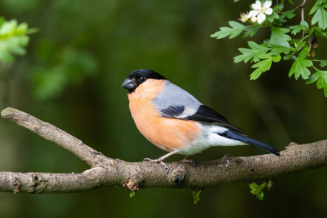 Bullfinch