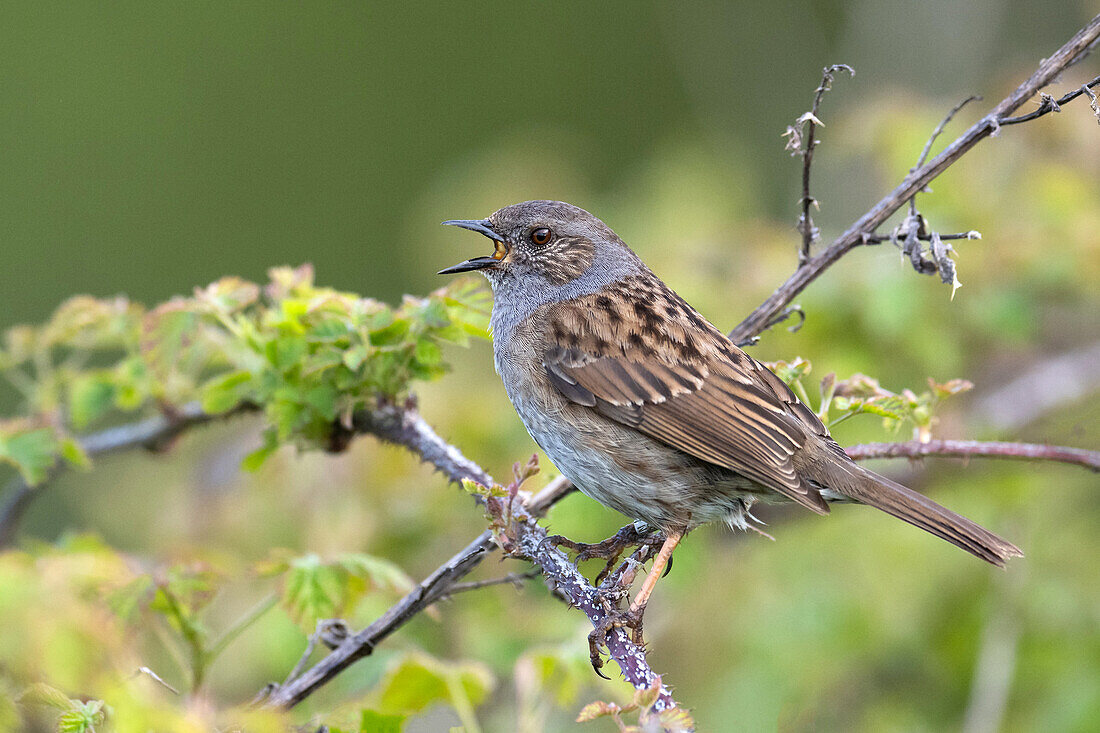 Dunnock