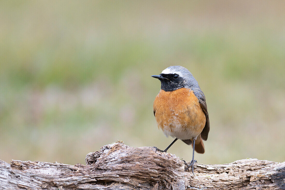 Redstart