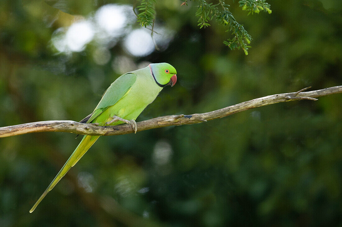 Rose ringed parakeet