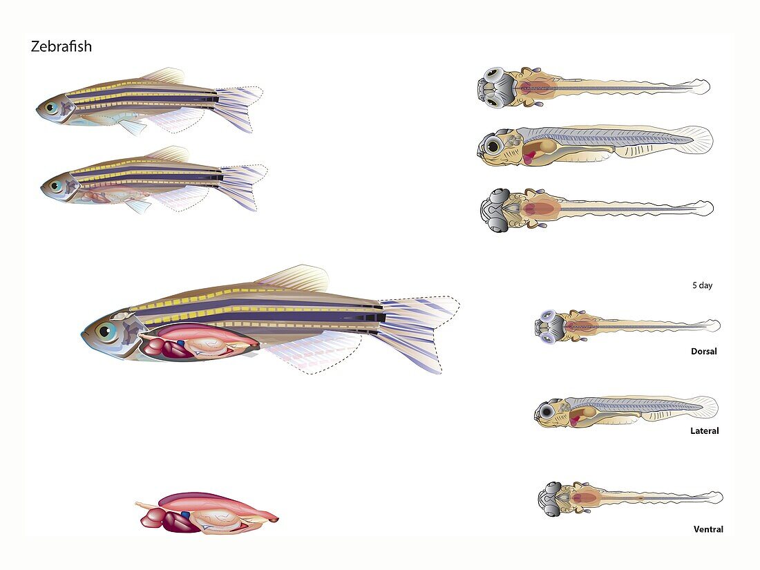 Zebrafish anatomy, illustration