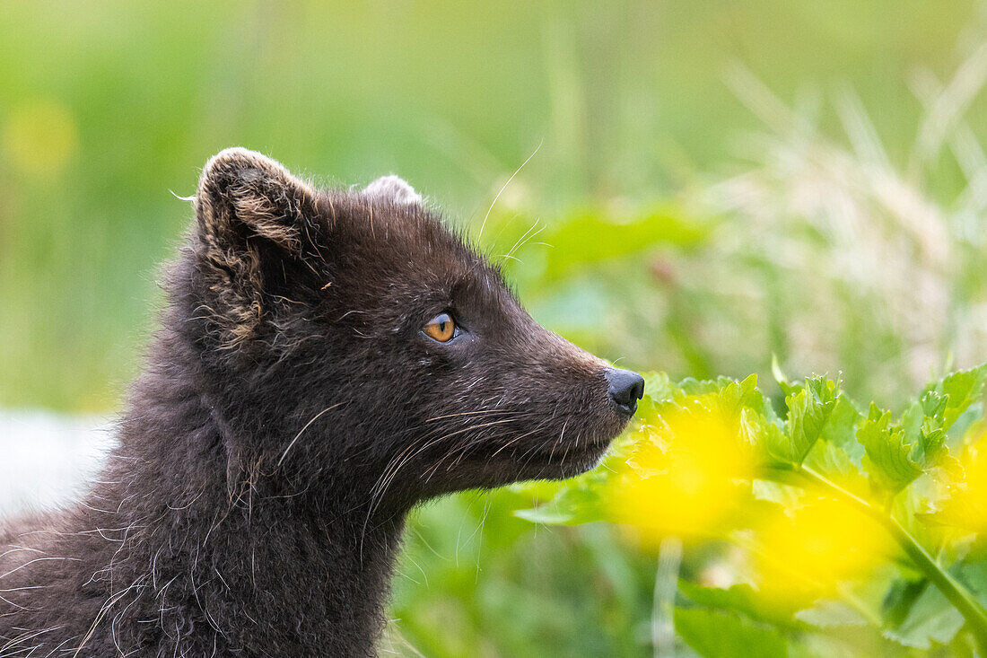 Arctic fox