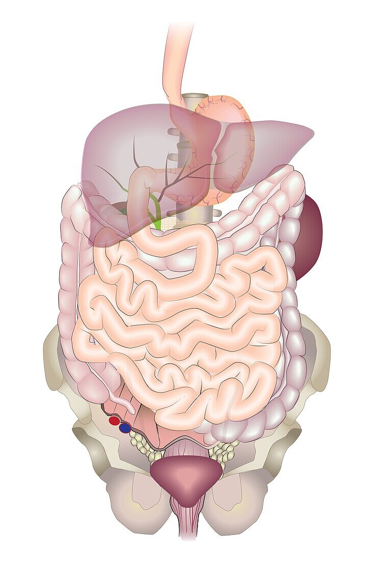 Digestive system, illustration