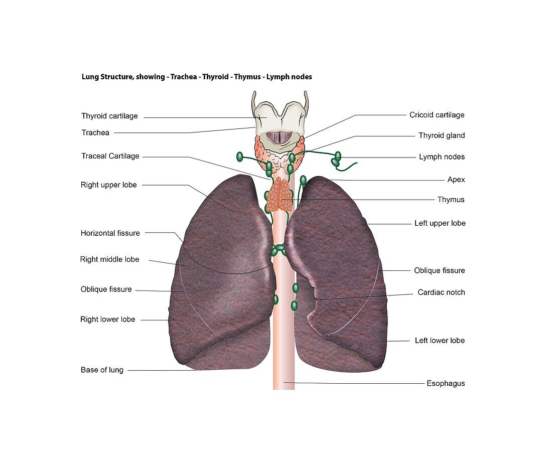 Lungs, illustration