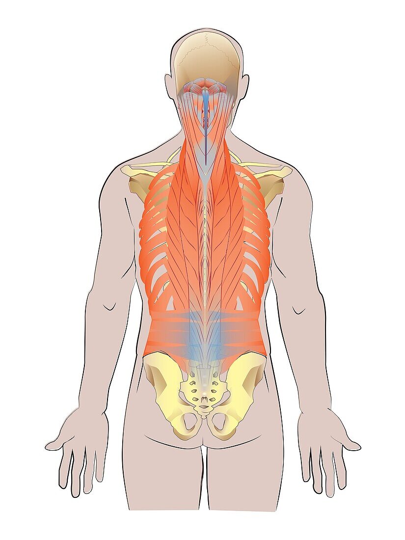 Muscles of the spine and back, illustration