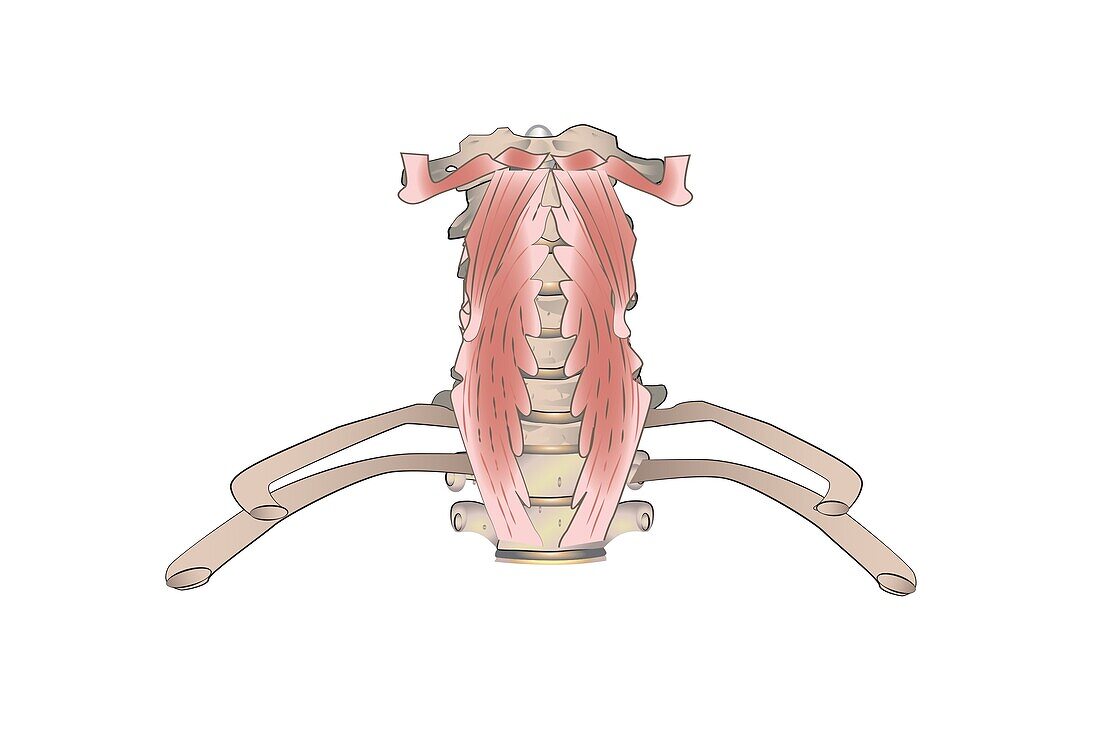 Paravertebral muscles, illustration
