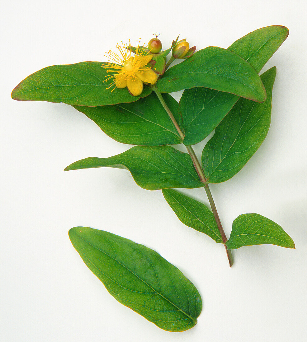 Tutsan (Hypericum androsaemum)