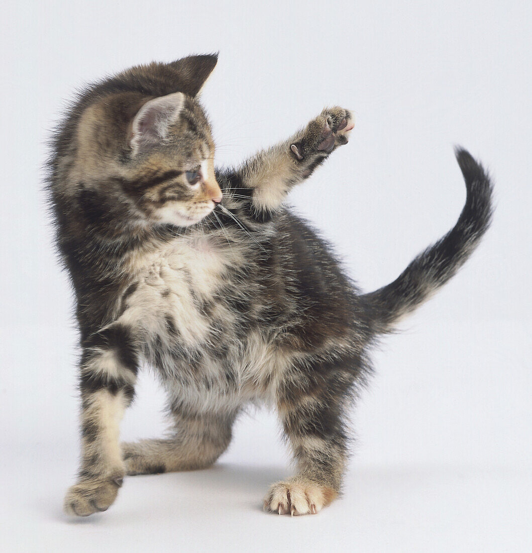 Black and brown tabby kitten