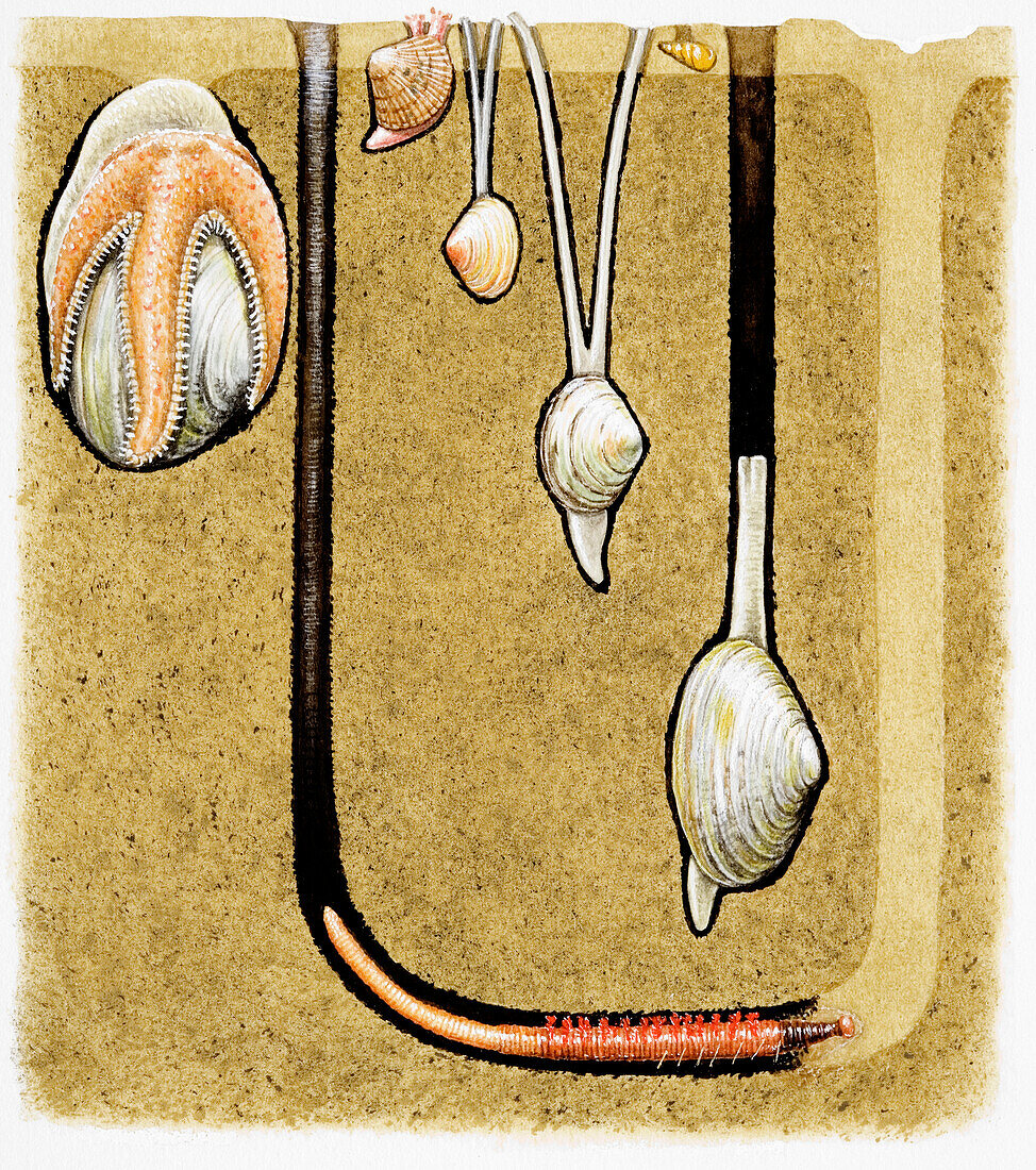 Animals living in burrows on sandy shores, illustration