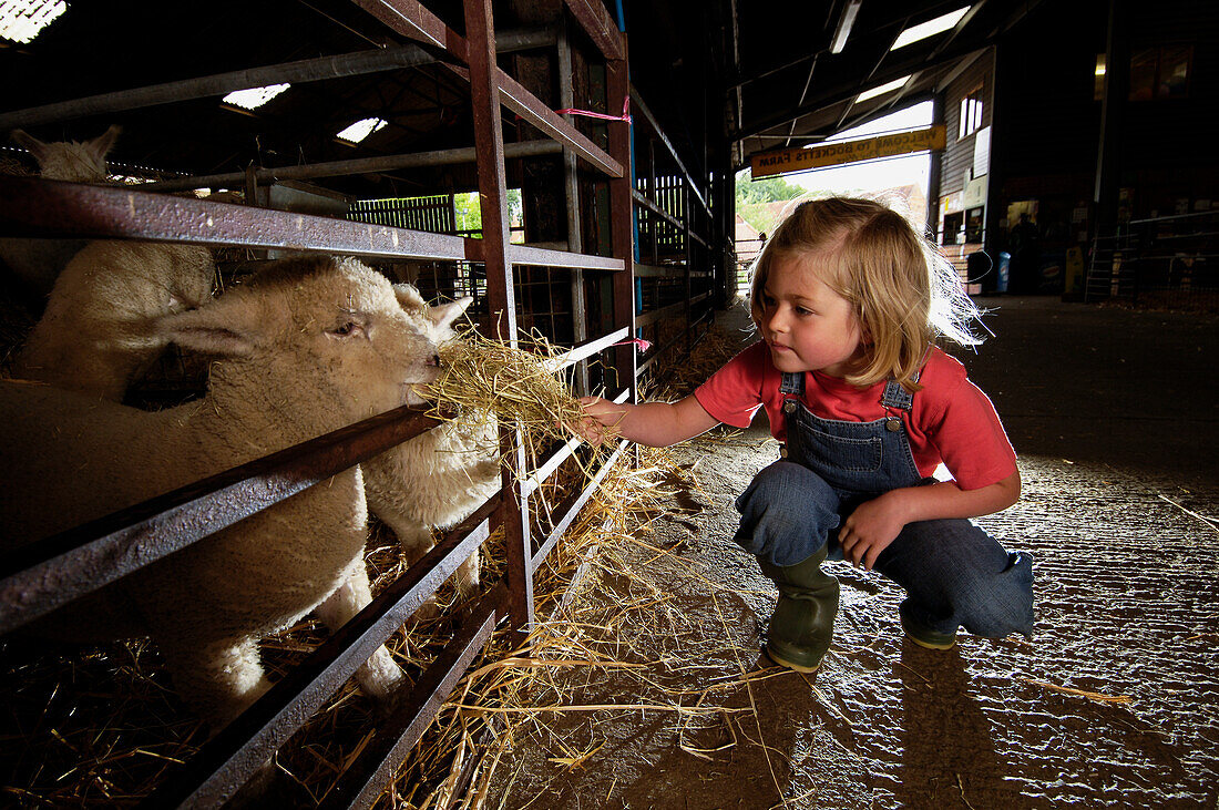 Young girl feeding lambs inside shed