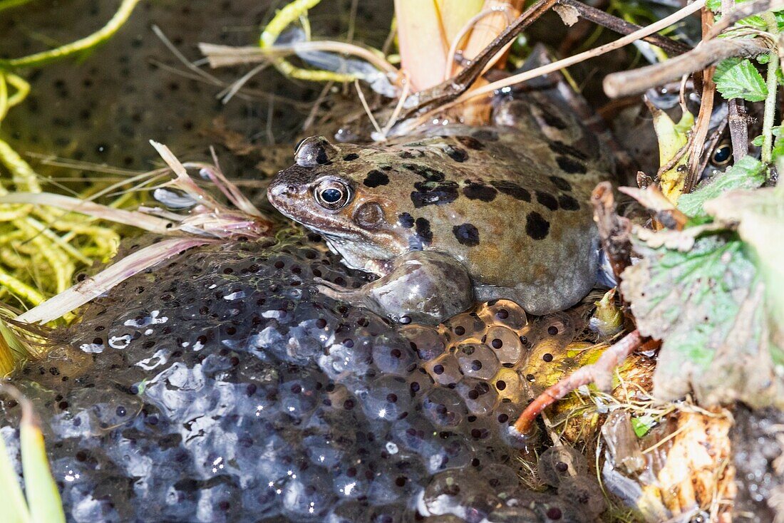 Common frog with spawn in pond