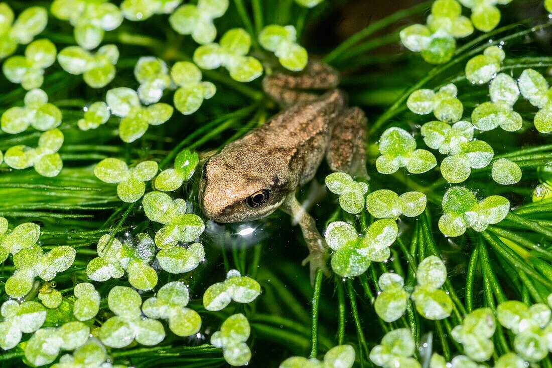 Common frog tadpole