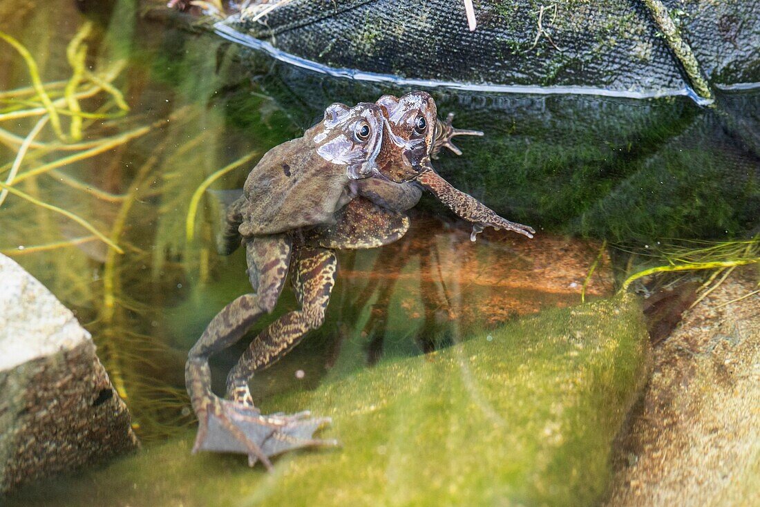 Common frogs mating