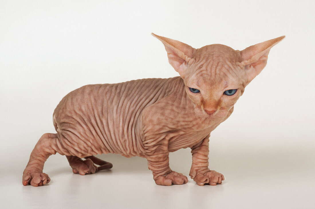 Sphynx kitten