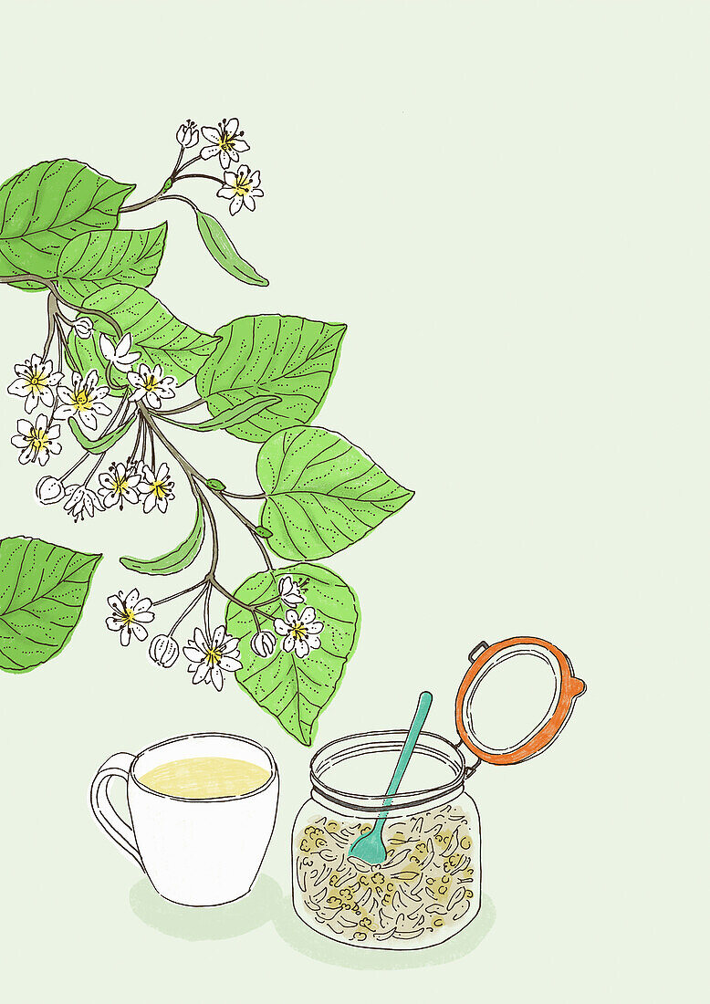 Homemade linden tree tea, illustration