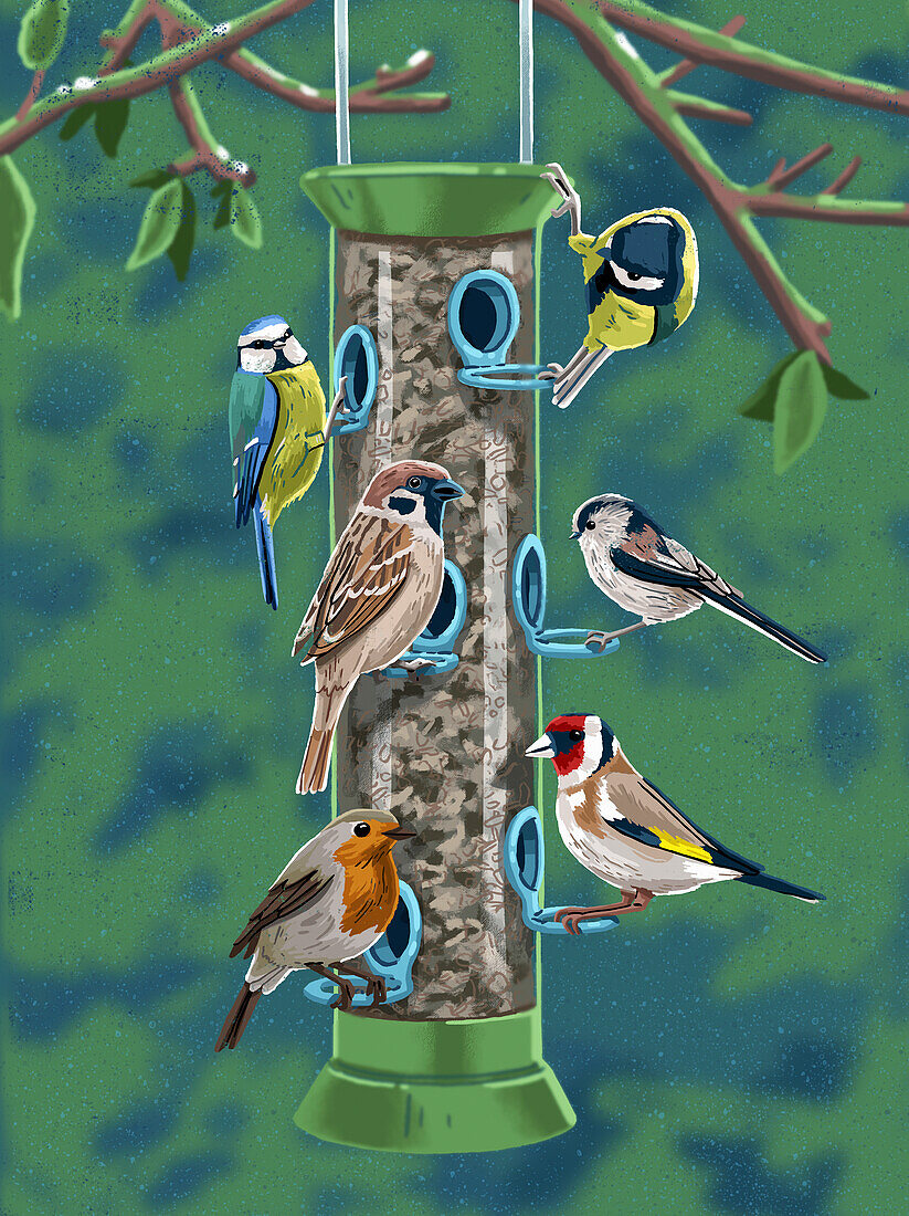 British garden birds on bird feeder, illustration