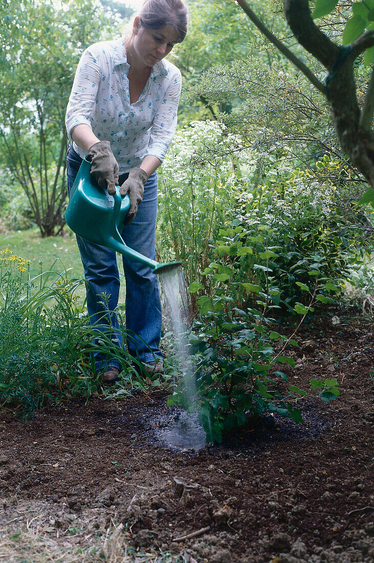 Watering a shrub with a watering can