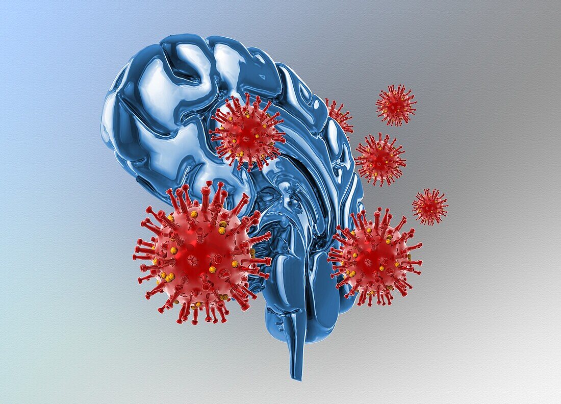 Covid-19 virus affecting the brain, conceptual illustration