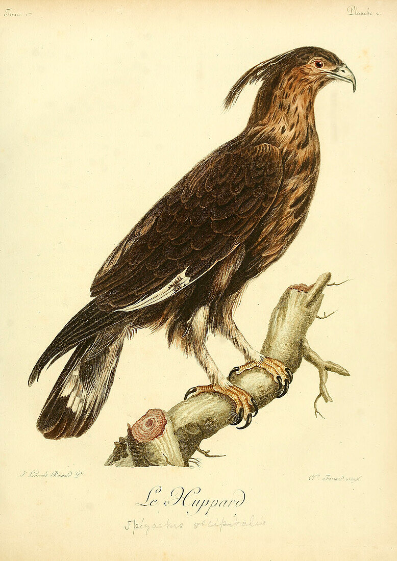 Long-crested eagle, 18th century illustration