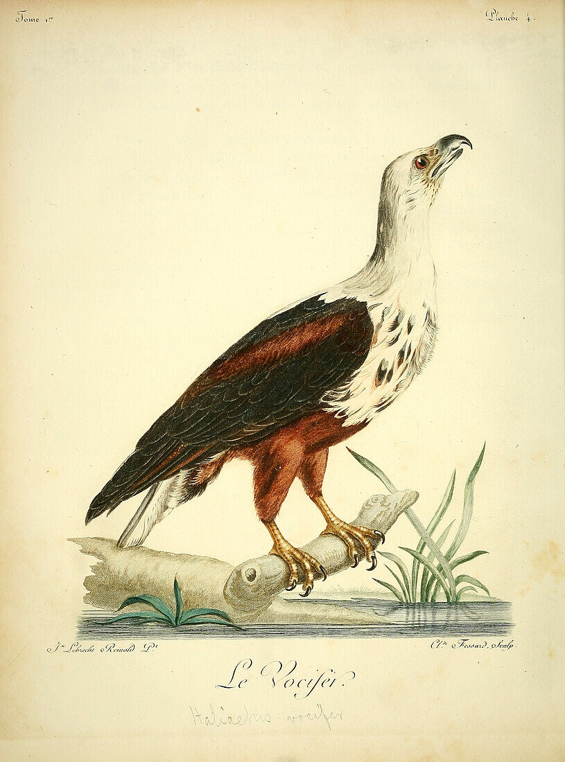 African fish eagle, 18th century illustration