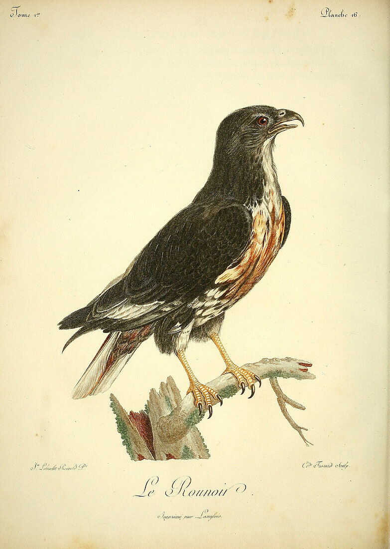 Jackal buzzard, 18th century illustration