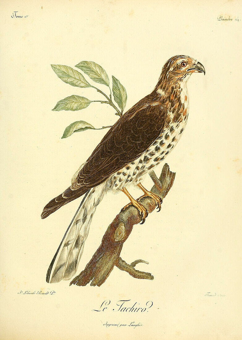 African goshawk, 18th century illustration