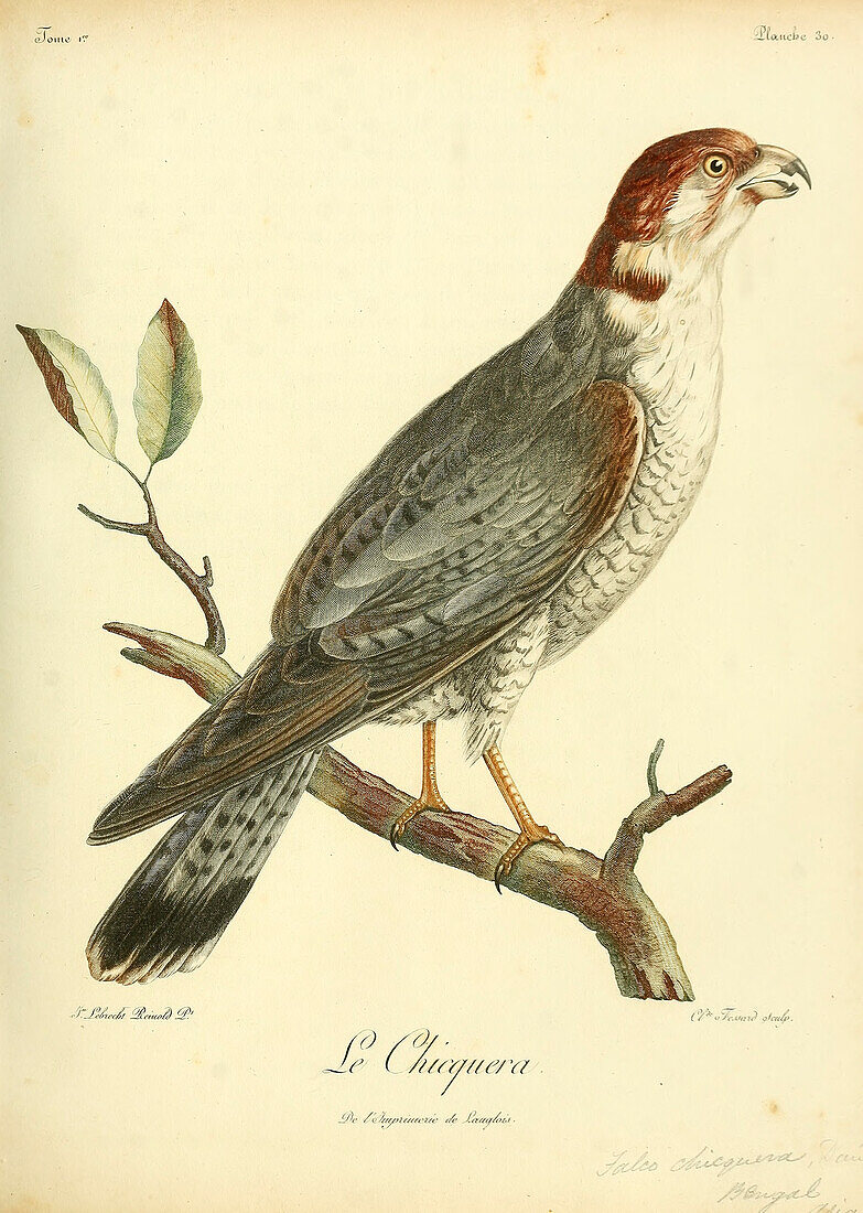 Red-necked falcon, 18th century illustration