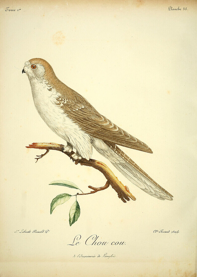 Choocou nocturnal bird of prey, 18th century illustration