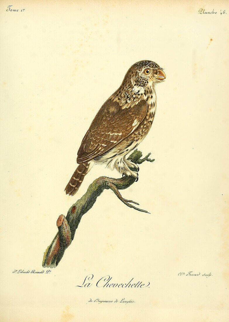 Eurasian pygmy owl, 18th century illustration