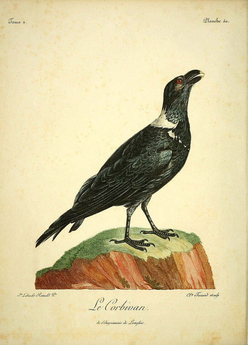 Thick-billed raven, 18th century illustration