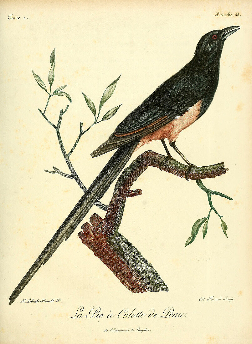 Magpie, 18th century illustration