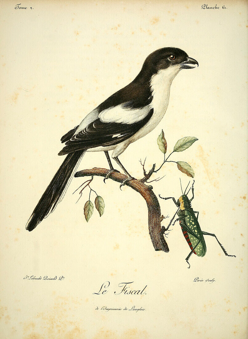 Grey-backed fiscal, 18th century illustration