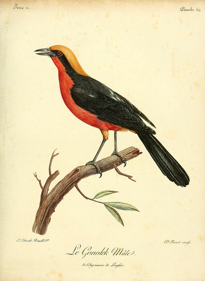 Yellow-crowned gonolek, 18th century illustration