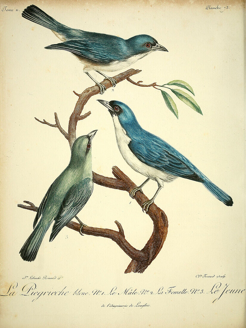 Blue vanga, 18th century illustration