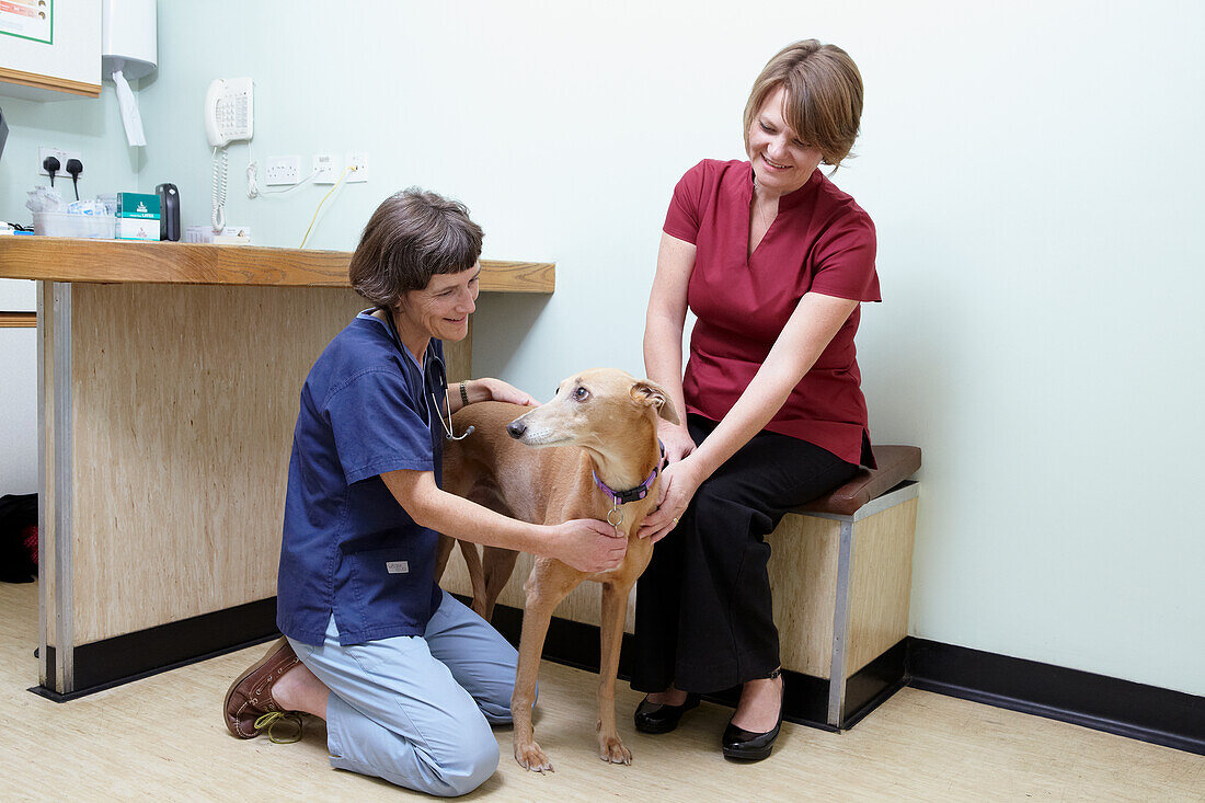 Lurcher being checked over by a vet