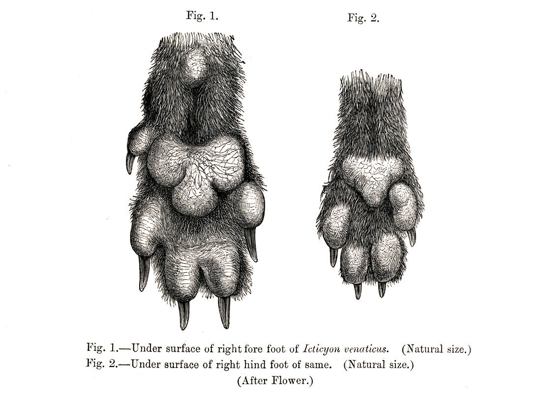 Dog's fore and hind paw, 19th century illustration