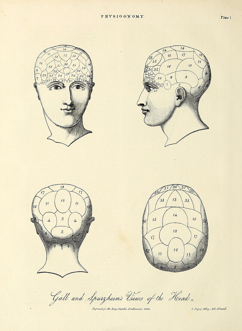 Four views of the head, 19th century illustration