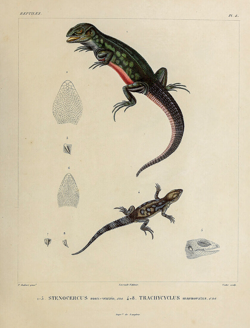 Stenocercus, 19th century illustration