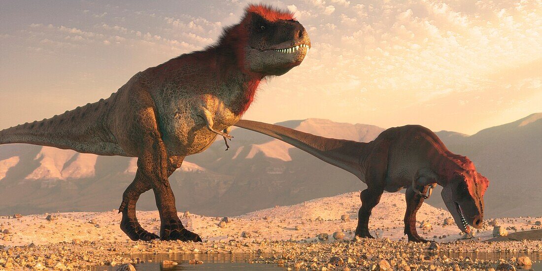 Artwork of a pair of tyrannosaurus