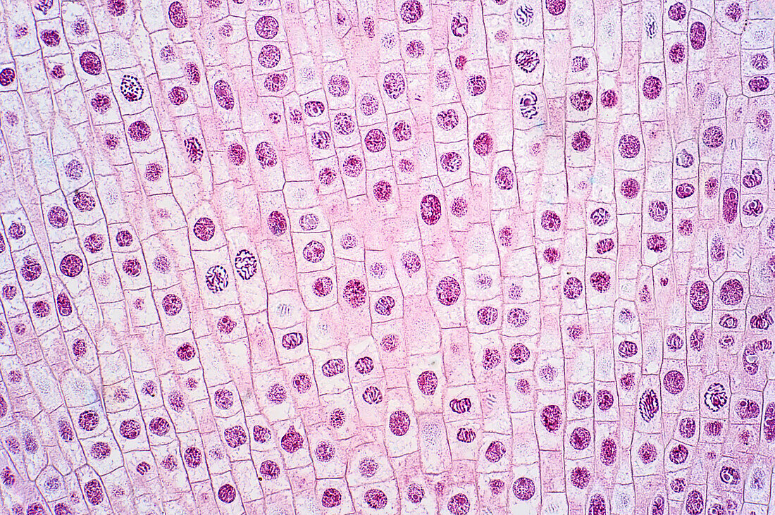 Mitosis, light micrograph