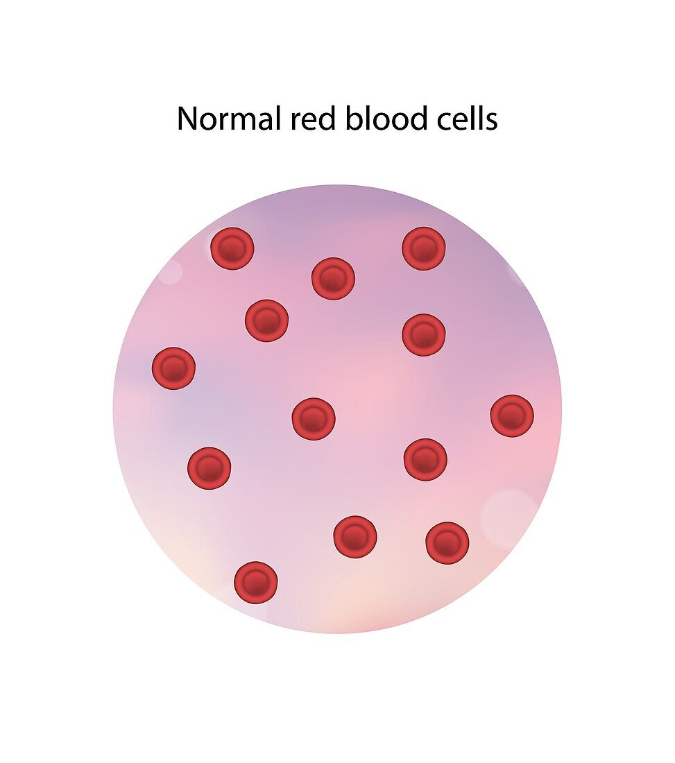 Normal red blood cells, illustration