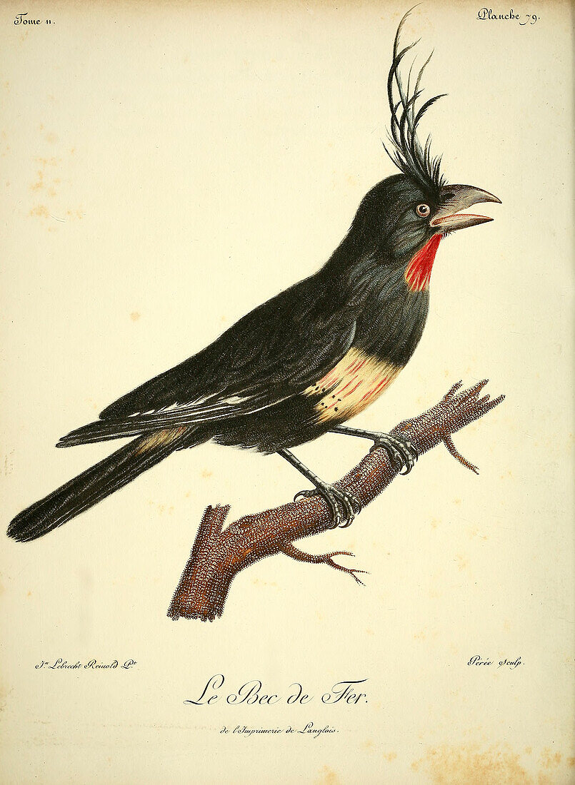 Imaginary bird, 18th century illustration