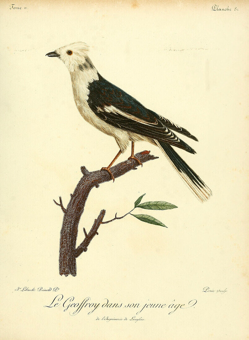 Juvenile geoffroy bird, 18th century illustration