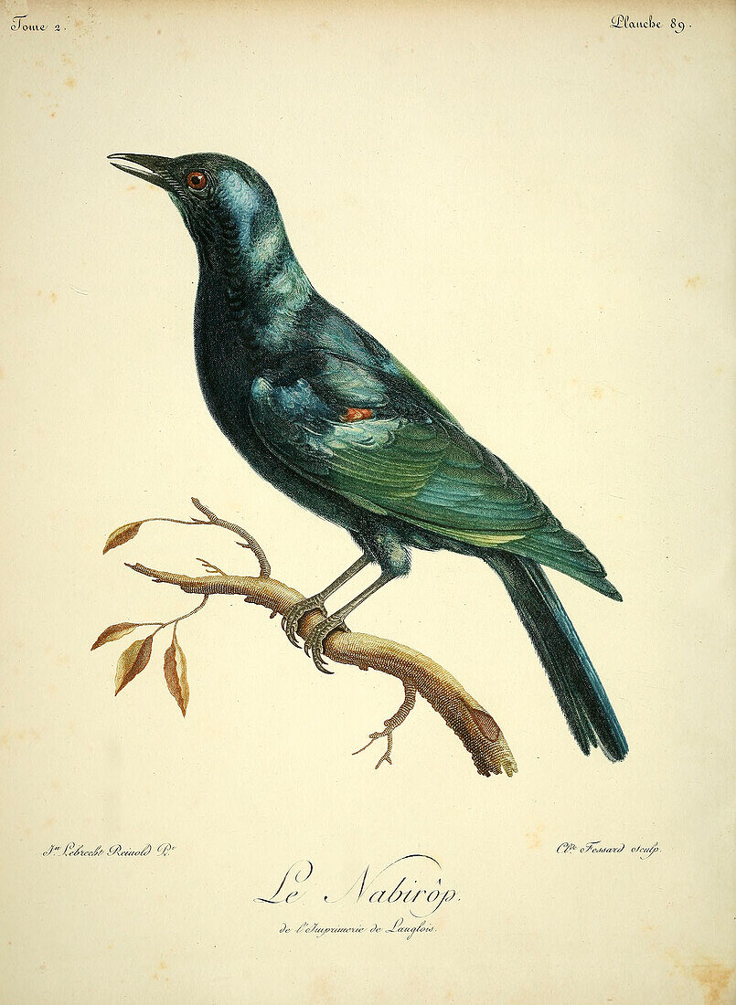 Cape starling, 18th century illustration